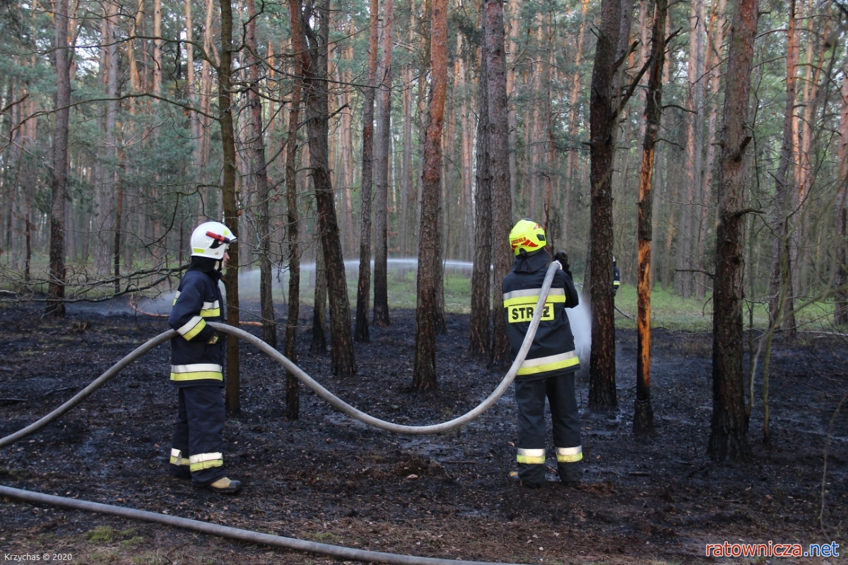 Pożar lasu w miejscowości Mogilno Duże [1]