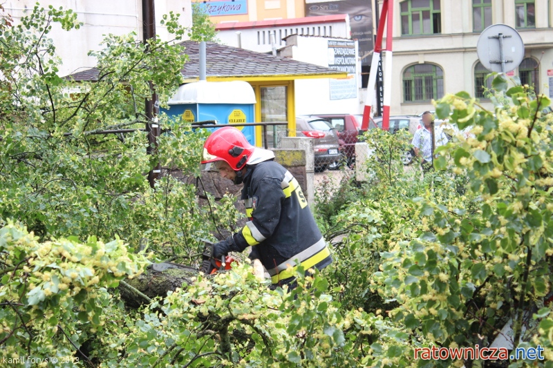 Powalone drzewo w centrum Olsztyna