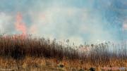 Pożar suchej trawy na nieużytkach rolnych przy ul. Polnej w Pabianicach [3]