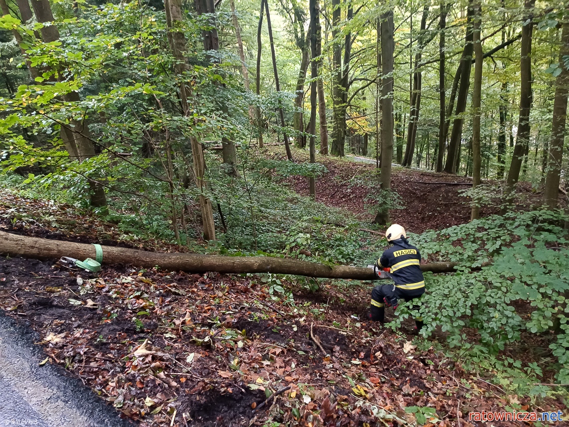 05.10.2024 - Pěčín - zwisające drzewo [5]