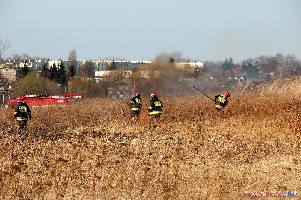 Pożar suchej trawy na nieużytkach rolnych przy ul. Polnej w Pabianicach [9]